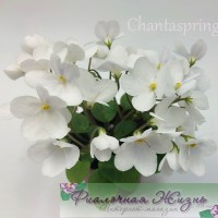 Chantaspring