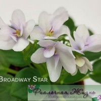 Broadway Star
