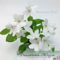 Broadway Star