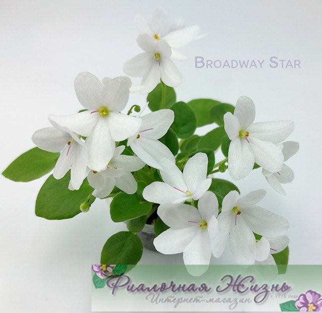 Broadway Star