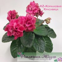 KZ-Коралловая Красавица