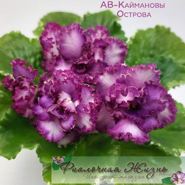 АВ-Каймановы Острова