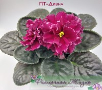 ПТ-Дивна