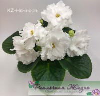 KZ-Нежность