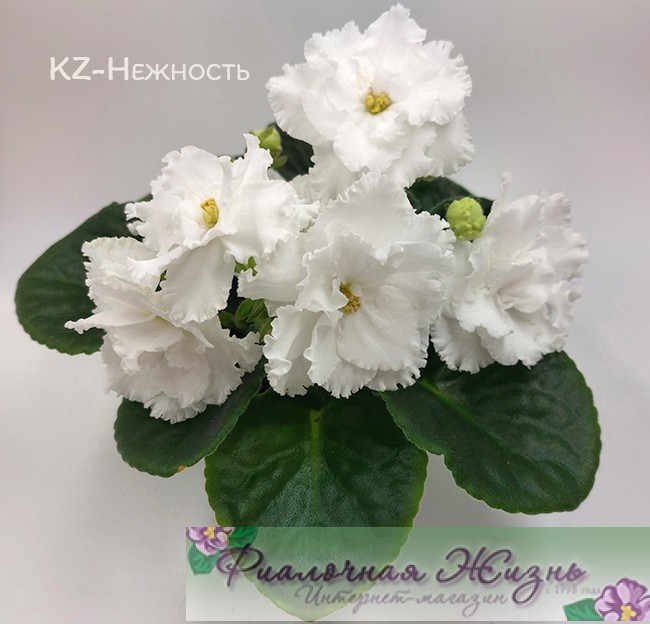 KZ-Нежность