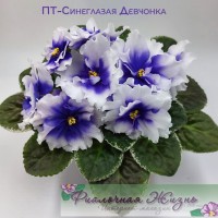 ПТ-Синеглазая Девчонка