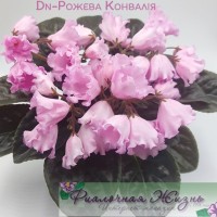 Dn-Рожева Конвалія