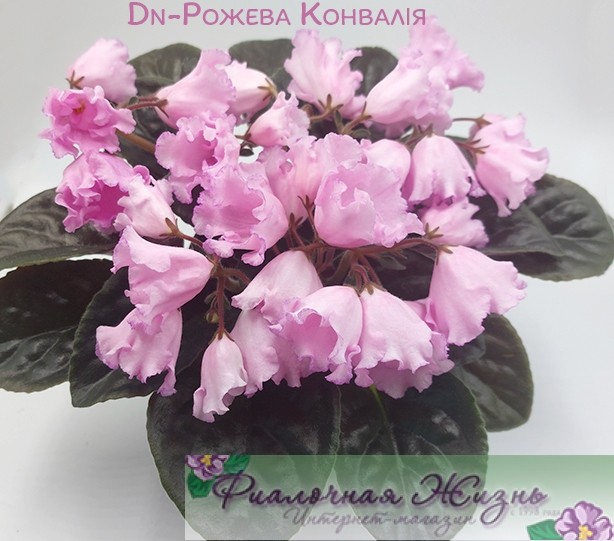 Dn-Рожева Конвалія