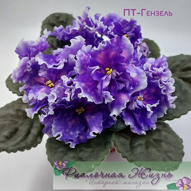 ПТ-Гензель
