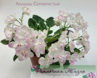 Ландыш Серебристый