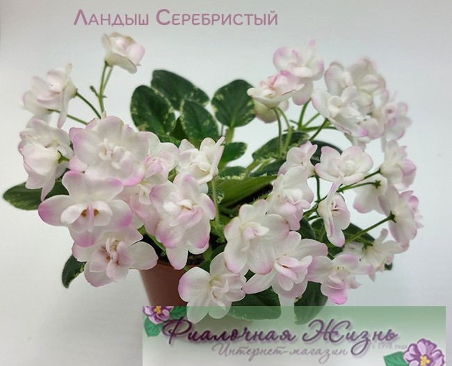 Ландыш Серебристый