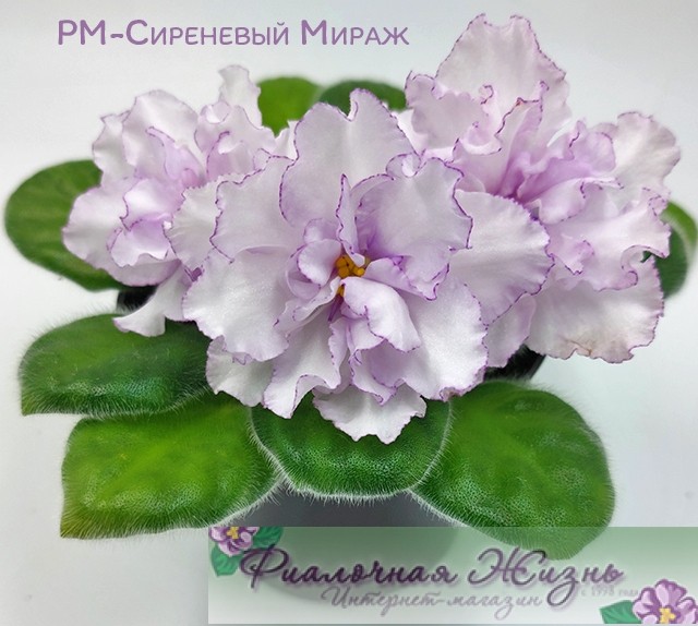 РМ-Сиреневый Мираж