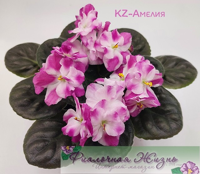 KZ-Амелия
