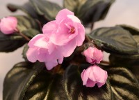 Pink Tulip