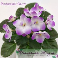 Plumberry Glow