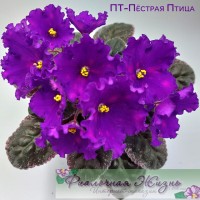 ПТ-Пёстрая Птица