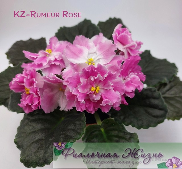 KZ-Rumeur Rose