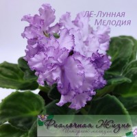 ЛЕ-Лунная Мелодия