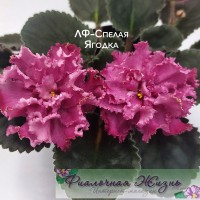 ЛФ-Спелая Ягодка