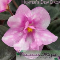 Hunter's Dew Drops