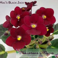 Mac's Black Jack