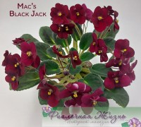 Mac's Black Jack