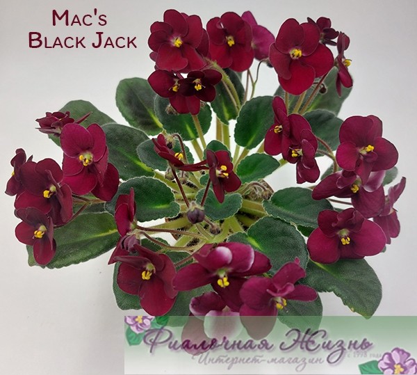 Mac's Black Jack