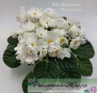 KZ-Весенние Каникулы