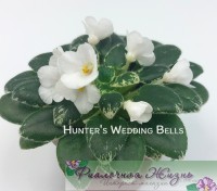 Hunter's Wedding Bells