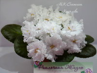 НК-Снежная Королева