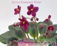 Little Cherokee Chief(химера)