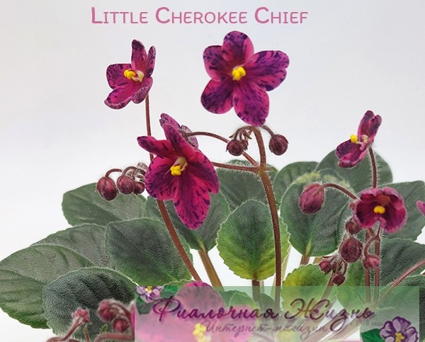 Little Cherokee Chief(химера)