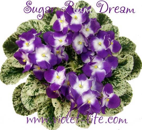 Фиалка sugar plum dream фото