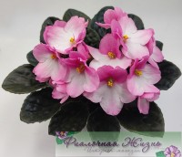 City-Line Trendy Pink