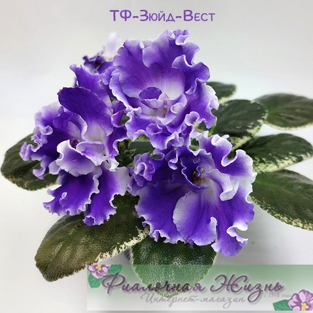 ТФ-Зюйд-Вест