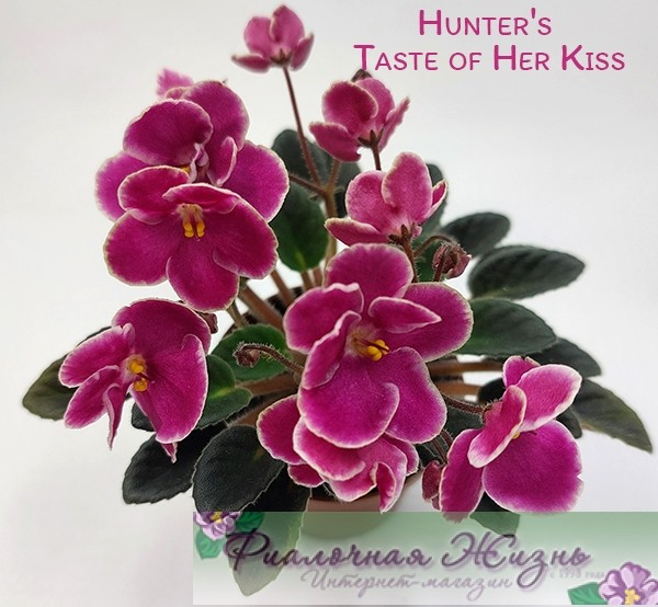 Hunter's Taste of Her Kiss