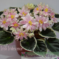 Irish Iridescence
