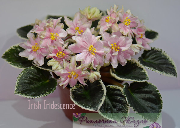 Фиалка irish iridescence фото