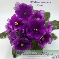 ПТ-Бургундское Вино