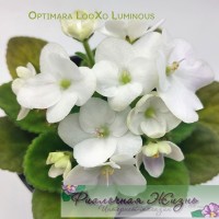 Optimara LooXo Luminous