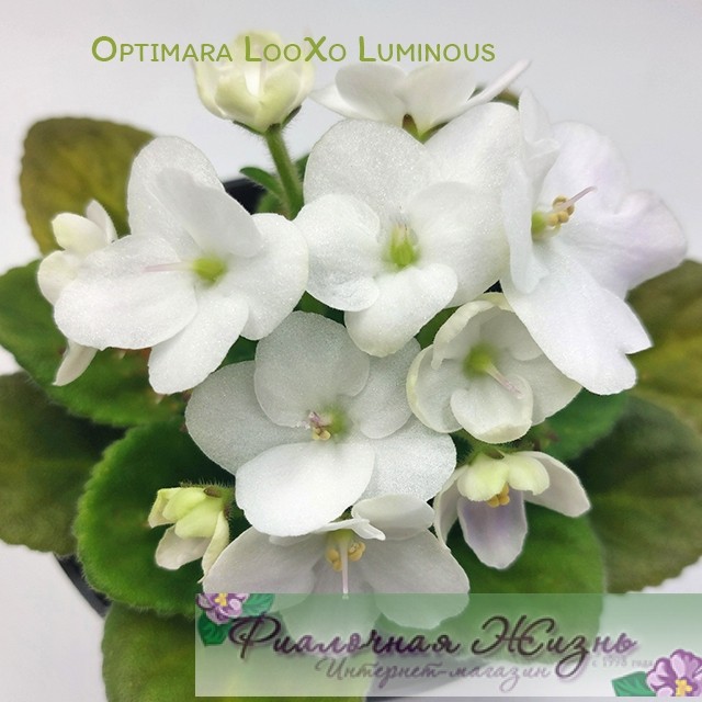 Optimara LooXo Luminous