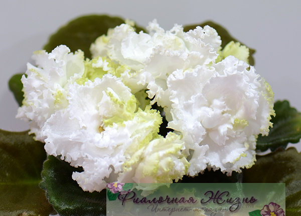 ЛЕ-Ренессанс