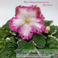 Nik-Обыкновенная Богиня
