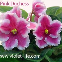 Pink_Duchess.jpg