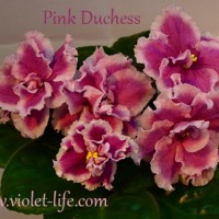Pink Duchess.jpg