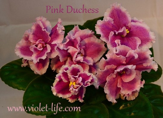Pink Duchess