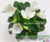 ЛЕ-Принцесса Лея