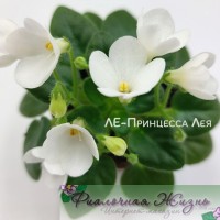 ЛЕ-Принцесса Лея