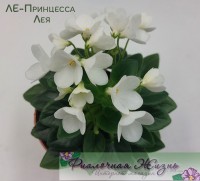 ЛЕ-Принцесса Лея