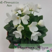 ЛЕ-Принцесса Лея